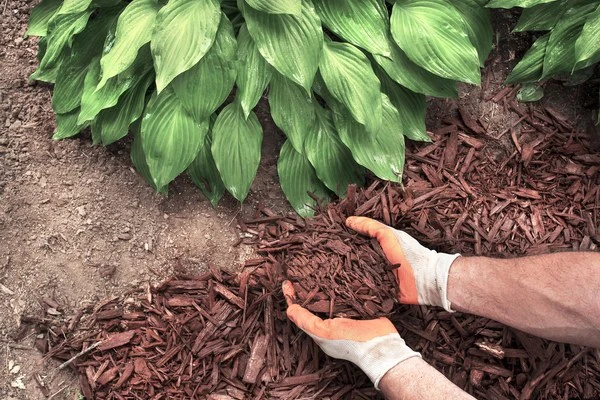Gardening Service