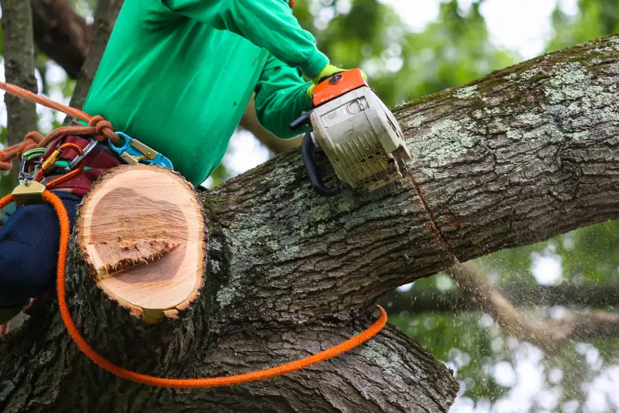 Expert Tree Trimming Los Angeles, CA