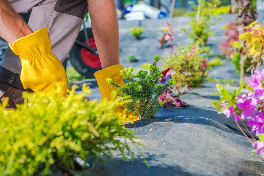 How Gardening Services Help Maintain Healthy Flower Beds in Los Angeles, CA