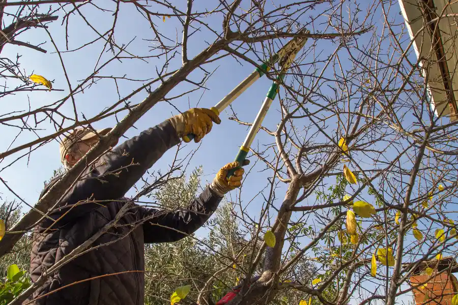 How Tree Trimming Promotes Healthy Growth And Longevity Los Angeles, CA