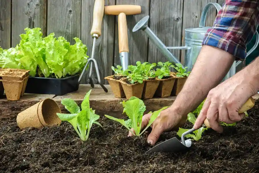 Reliable Gardening Service Los Angeles, CA