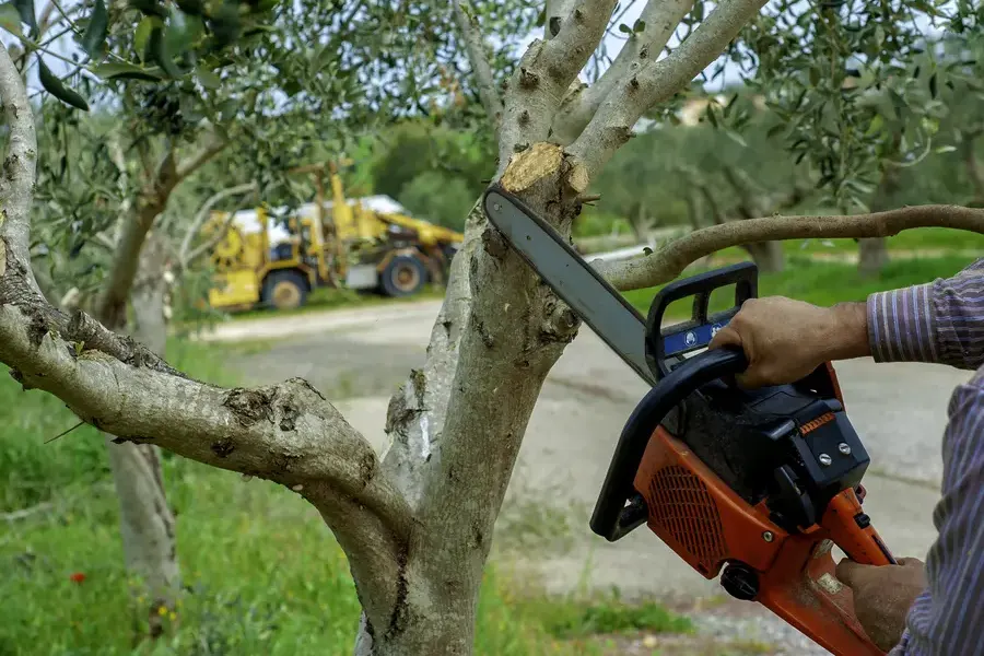 Signs Your Trees Need Professional Trimming Services Los Angeles, CA