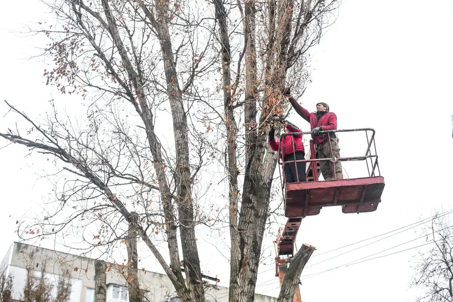Signs Your Trees Need Professional Trimming Services in Los Angeles, CA