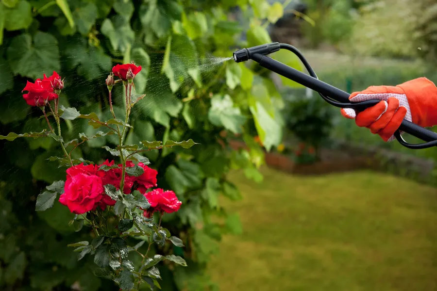 The Value Of Expert Gardening Services For Garden Design Los Angeles, CA