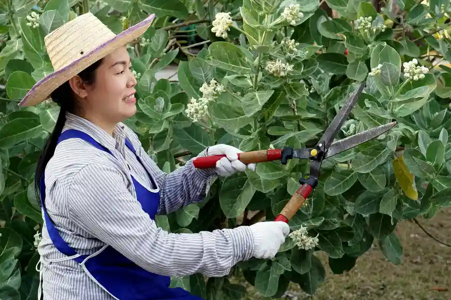 Top-rated Gardening Service Los Angeles, CA